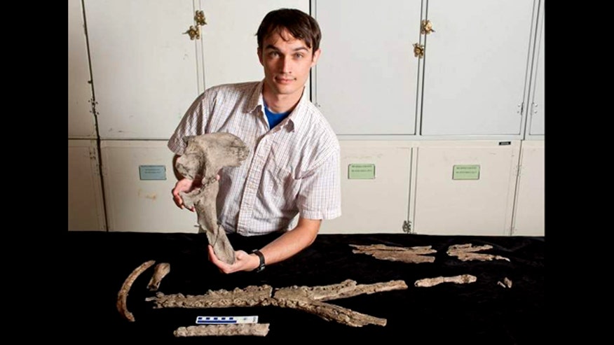 New species of ancient crocodile